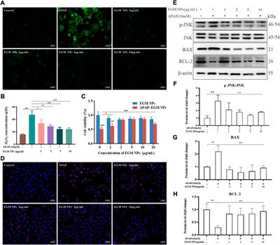 Epigallocatechin-3-gallate Mo nanoparticles (EGM NPs) efficiently treat liver injury by strongly reducing oxidative stress, inflammation and endoplasmic reticulum stress